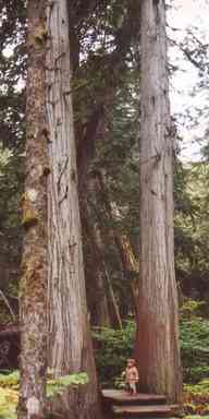 Giant Cedars Boardwalk
